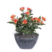 Vickerman 13.5" Artificial Mini Orange Diamond Rose Bush With Oval Container