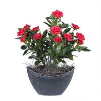 Vickerman 13.5" Artificial Mini Red Diamond Rose Bush With Oval Container