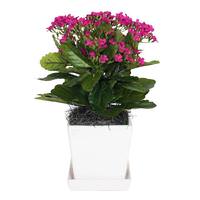 Vickerman 13" Artificial Pink Kalanchoe With Ceramic Planter