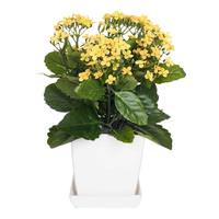 Vickerman 13" Artificial Yellow Kalanchoe With Ceramic Planter