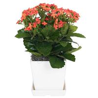 Vickerman 13" Artificial Orange Kalanchoe With Ceramic Planter