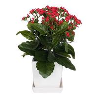 Vickerman 13" Artificial Red Kalanchoe With Ceramic Planter
