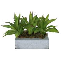 Vickerman 14" Artificial Agave in Square Slate Container