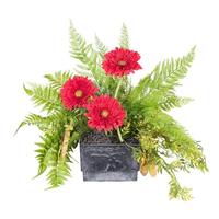 Vickerman 19" Artificial Red Gerbera Daisy with Mixed Fern