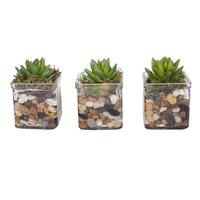 Vickerman 5" Artificial Jade Succulent Set in Cube Vases (3 pack)