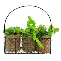 Vickerman 11" 3 Green Artificial Assorted Succulents in Galvanized Hanger