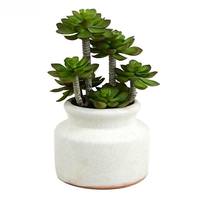 Vickerman 11" Artificial Green Succulent in Round Ceramic Pot