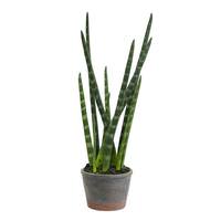 Vickerman 17" Artificial Green Tiger Tail Plant in Paper Pot