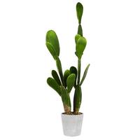 Vickerman 29" Artificial Green Cactus in Concrete Pot