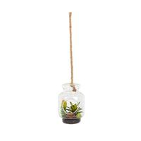 Vickerman 9" Artificial Assorted Succulents in Glass Jar