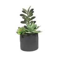 Vickerman 9" Artificial Assorted Succulents in Cement Pot