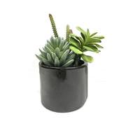 Vickerman 8" Artificial Assorted Succulents in Cement Pot