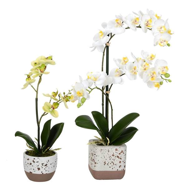 13.5" / 18" Artificial Potted Mini White Phalaenopsis (set of 2)