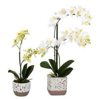 Vickerman 13.5" / 18" Artificial Potted Mini White Phalaenopsis (set of 2)
