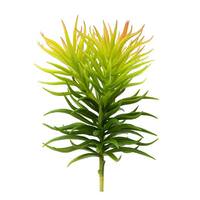 Vickerman 8" Artificial Green Crassula Tetragona Pick (3 pack)