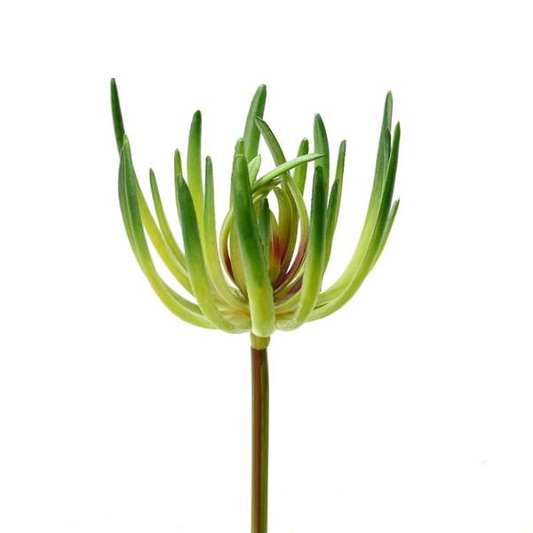 6.75" Artificial Green Jade Pick (3 pack)