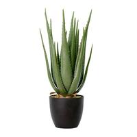 Vickerman 27.5" Artificial Green Potted Aloe Vera in Black Pot