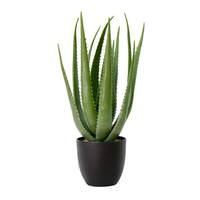 Vickerman 25" Artificial Green Potted Aloe Vera in Black Pot
