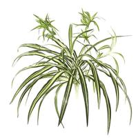 Vickerman 24" Artificial Spider Plant (2 pack)