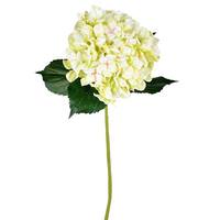 Vickerman 33" Artificial Light Green Hydrangea Spray (2 pack)