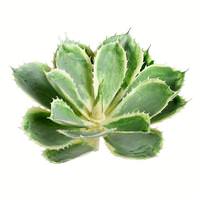 Vickerman 8" Artificial Green Succulent Stem