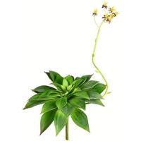 Vickerman 18" Artificial Green Succulent Stem
