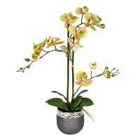 Vickerman 23.5" Artificial Green Phalaenopsis in Pot