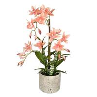 Vickerman 19" Artificial Orange Cycnoches in Pot