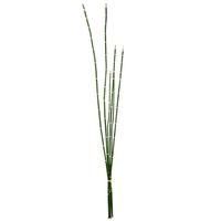 Vickerman 31" Artificial Green Horsetail Bundle (2 pack)