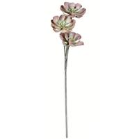 Vickerman 34" Artificial Brown Peperomia Succulent