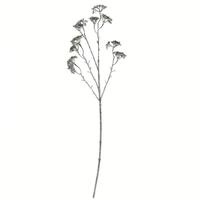 Vickerman 25" Artificial Brown / White Patrinia Spray (6 pack)