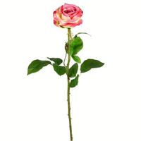 Vickerman 26" Artificial Light Pink Rose Stem (6 pack)