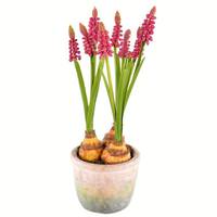 Vickerman 10" Artificial  Mauve Hyacinths in Container (2 pack)