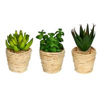 Vickerman 5" Artificial Assorted Twine Potted Succulents (Set of 3)