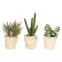 Vickerman 5" Artificial Potted Succulent Cactus Assortment (Set of 3)