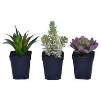 Vickerman 7" Artificial Green Potted Succulent (Set of 3)