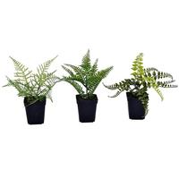 Vickerman 10" Artificial Green Potted Fern Assortment (Set of 3)