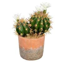 Vickerman 9" Artificial Green Potted Cactus