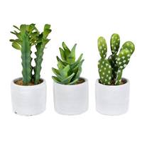 Vickerman 7" Artificial Green Potted Cactus Assortment (Set of 3)