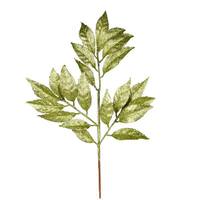 Vickerman 21" Lime Glitter Bay Leaf Spray (12 pack)