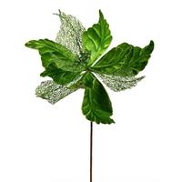 Vickerman 20" x 12" Green Velvet Poinsettia Spray Christmas Decoration (6 Pack)