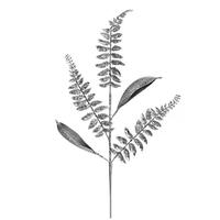 Vickerman 33" Silver Fern Leaf Spray (6 pack)