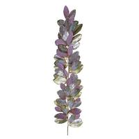 Vickerman 6' Artificial Plum Stone Magnolia Leaf Garland