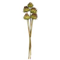 View 15"-17" Basil Dried Artichoke (9 stems in a bundle)