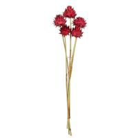 View 15"-17" Red Dried Artichoke (9 stems in a bundle)