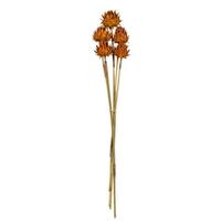 Vickerman 15"-17" Aspen Gold Dried Artichoke (5 stems in a bundle)