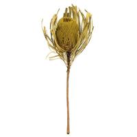 Vickerman 12"-18" Basil Preserved Banksia Flower (25 pack)