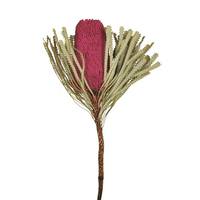 Vickerman 12"-18" Erica Pink Preserved Banksia Flower (25 pack)