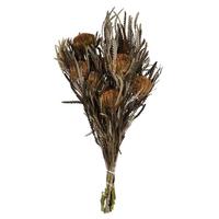 View 12"-18" 4oz Autumn Preserved Banksia Flower