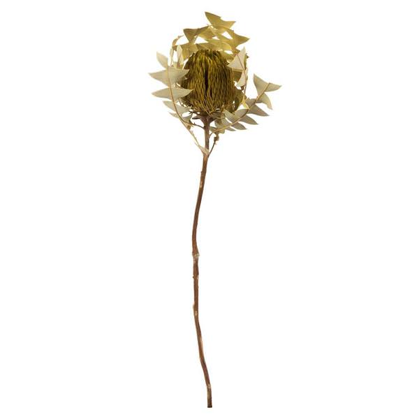 12"-18" Basil Preserved Baxteri Flower (3 pack)